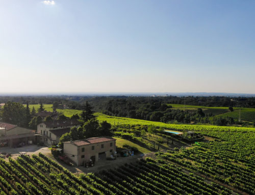 Passeggiando tra le vigne