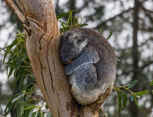 Diario di un Viaggio di Nozze – Australia