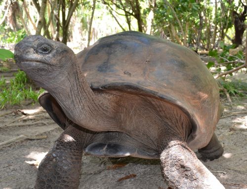 Diario di un Viaggio di Nozze – le Isole Seychelles